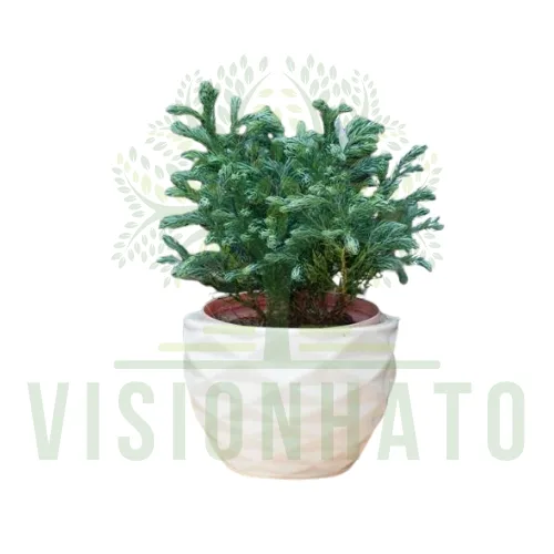 Cedar tree