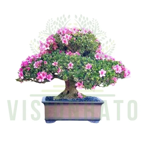 Bonsai Tree